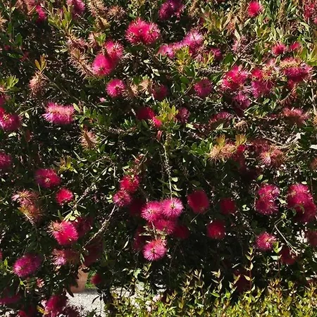 Maison Bois * Grosseto-Prugna